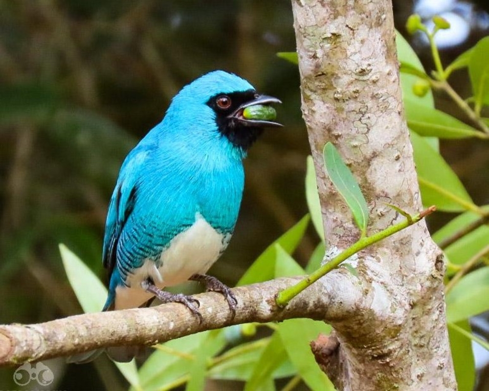 Birding Iguazu | Birding in a natural wonder!